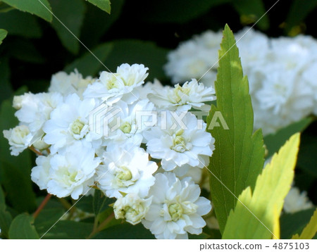 Clams: Evobana 4875103