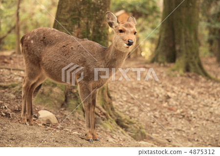At Nara Park 4875312