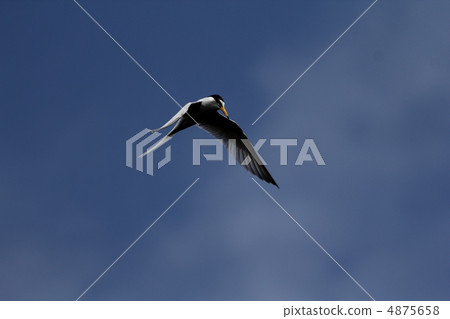 小燕鷗 小燕鷗 4875658