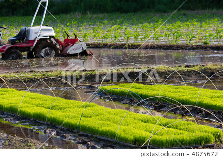 Rice planting 4875672