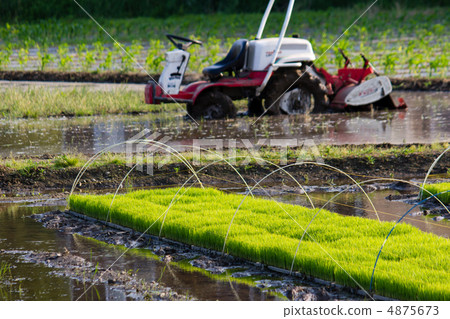 Rice planting 4875673
