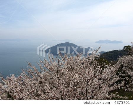 Sakura and Sakura Sakura and Sakura 4875701