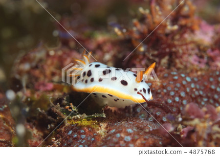 White shrimp 4875768