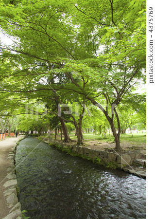 Kamigamo Shrine Mikawa 4875769
