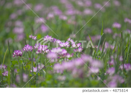 Kuki City Renge Festival Kuki City Renge Festival 4875814