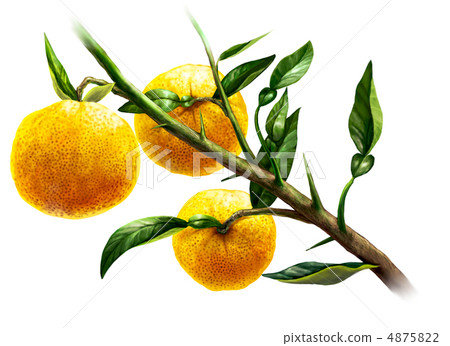 Watercolor style yuzu Watercolor style yuzu 4875822