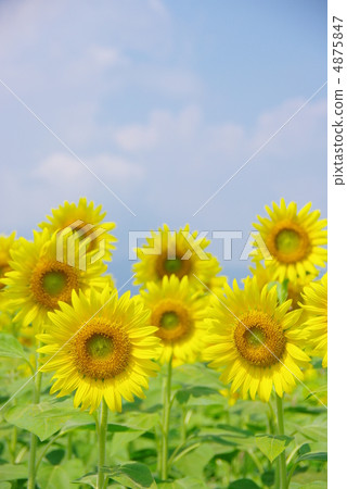 sunflower	 4875847