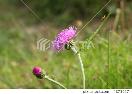 沒有詐騙和昆蟲 4875937