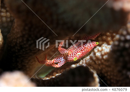 Okahagoshi coral crab Okahagoshi coral crab 4876079