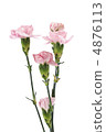 Carnation  4876113