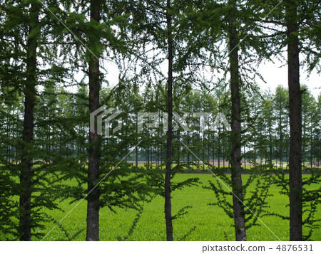 Matryoshka windproof forest 4876531