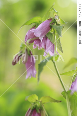 Mountain bellflower Mountain bellflower 4876544