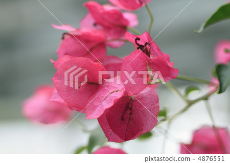 三角梅 三角梅 4876551