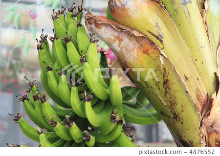 Trilith香蕉 Trilith香蕉 4876552