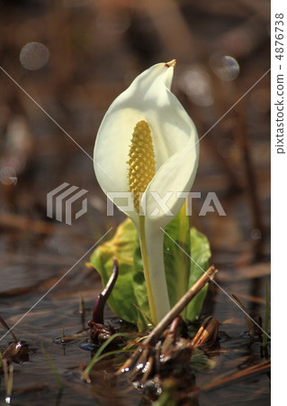 臭鼬白菜 4876738