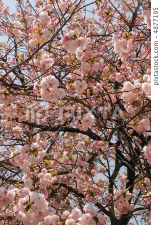 Yaezakura盛開（二條城/櫻花園/京都市中京區） 4877195