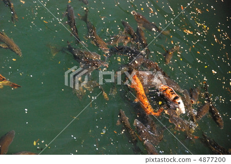 Swimming carp (Niigyo castle moat / Kyoto city Nakagyo-ku) 4877200