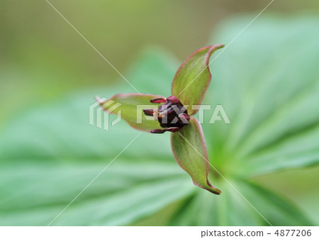 Yuyama's elderly grass 4877206