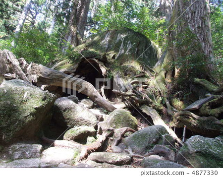 Wilson stock 4877330