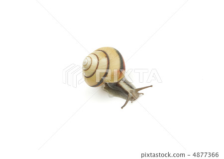 Snail Snail 4877366