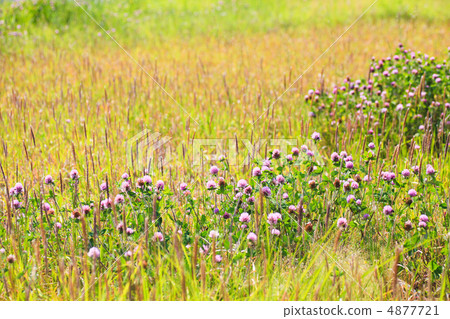 Murasakitetsukusa(草原) Murasakitetsukusa(草原) 4877721