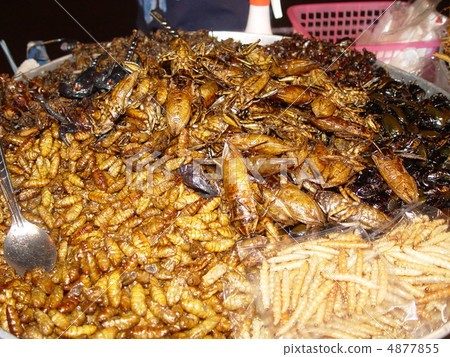 Edible insects (Bangkok / Patpong / Thailand Kingdom) 4877855