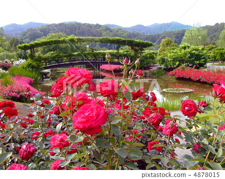 Rose and ponds of Monet Rose and ponds of Monet 4878015