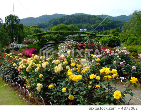 Ashikaga Rose of Fuller Park Ashikaga Rose of Fuller Park 4878062