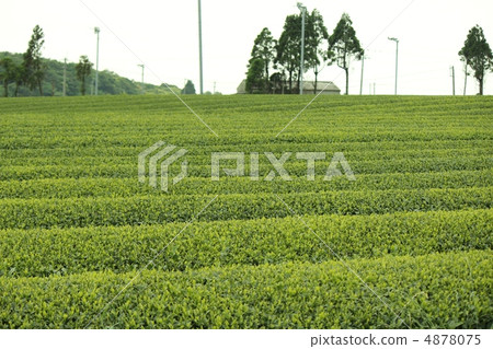 茶園 茶園 4878075