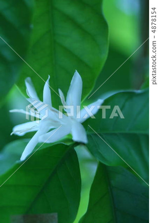 咖啡花 咖啡花 4878154