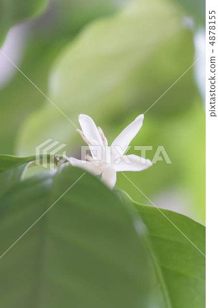 咖啡花 咖啡花 4878155