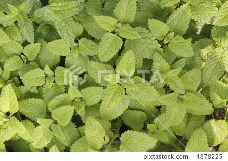 Mint mackerel 4878225