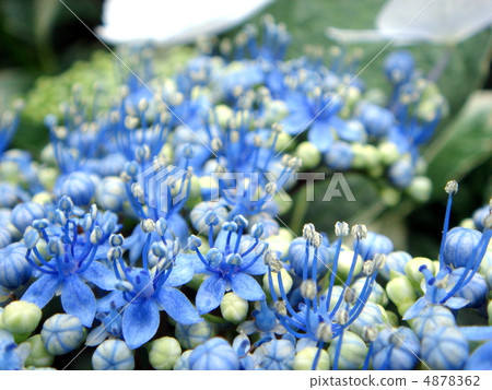  繡球花 4878362