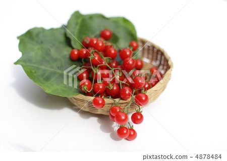 微番茄和大川龜 4878484