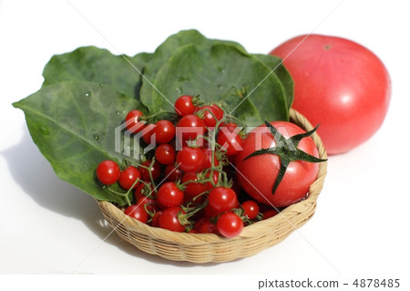 Various tomatoes Various tomatoes 4878485