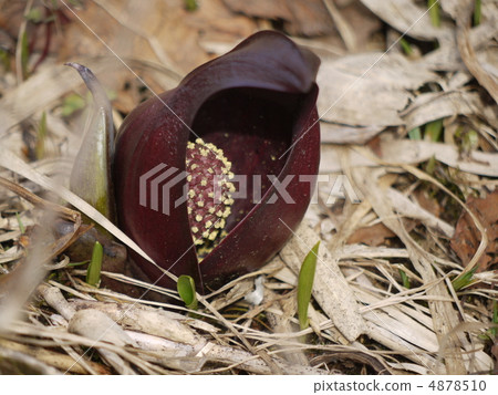 Oze Zenzensow 4878510