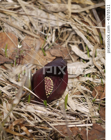 Oze Zenzensow 4878511