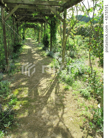 Green Corridor Green Corridor 4878591