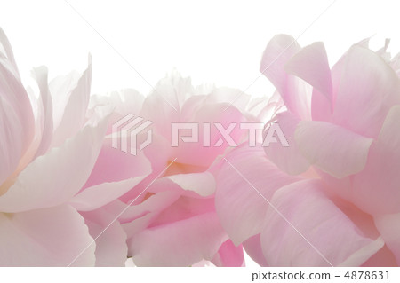 牡丹根 牡丹根 4878631