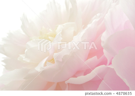 Peony root Peony root 4878635