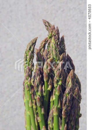 蘆筍 4878683