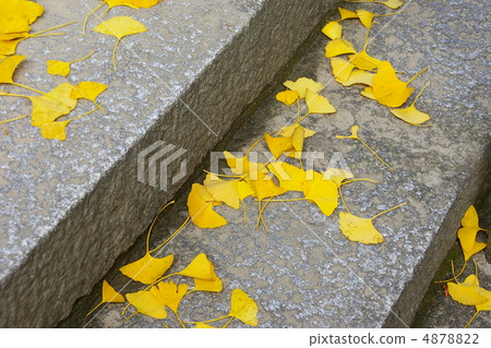 銀杏的石階 4878822