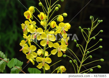 Jackettubara Jackettubara 4878865