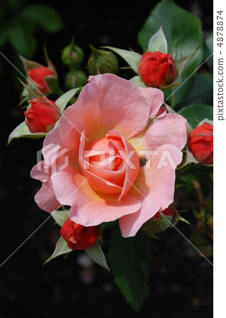 Rose flowers and buds 4878874