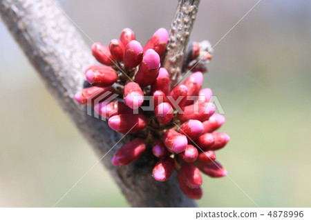 Hanazu Ow的芽 Hanazu Ow的芽 4878996