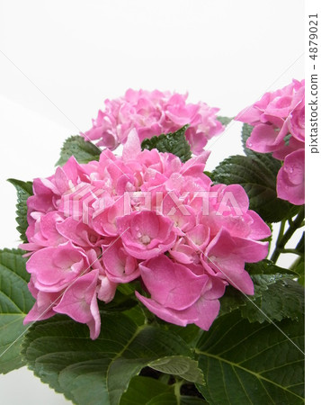 西繡球花螺旋 4879021