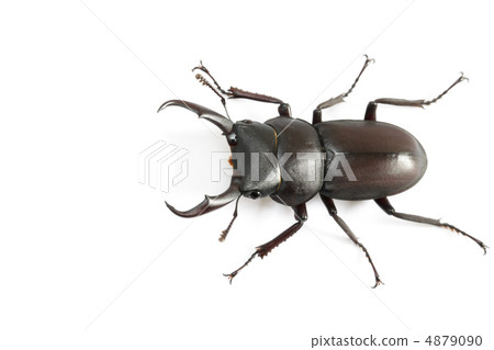 Kokuwagata ♂ 2 4879090