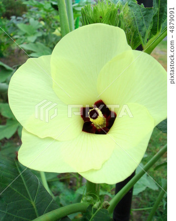 Okra's Flower 4879091