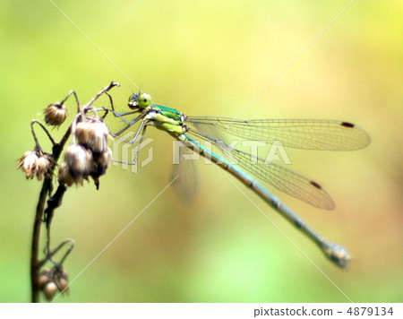 Ao Ititombo Ao Ititombo 4879134