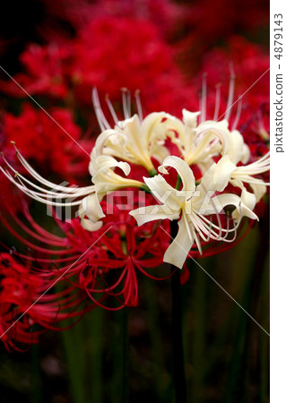 Cluster amaryllis 4879143